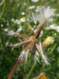 Crepis rhoeadifolia