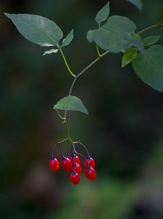 Изображение особи Solanum dulcamara.