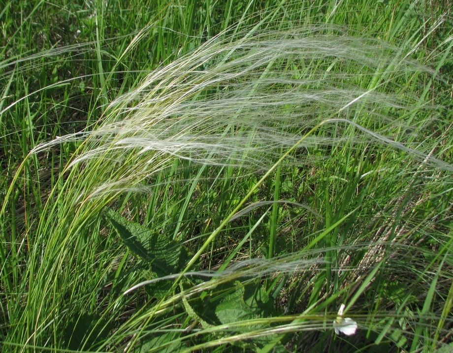 Изображение особи Stipa pennata.