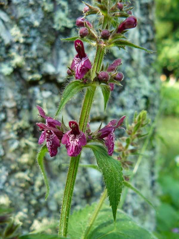 Image of Stachys sylvatica specimen.