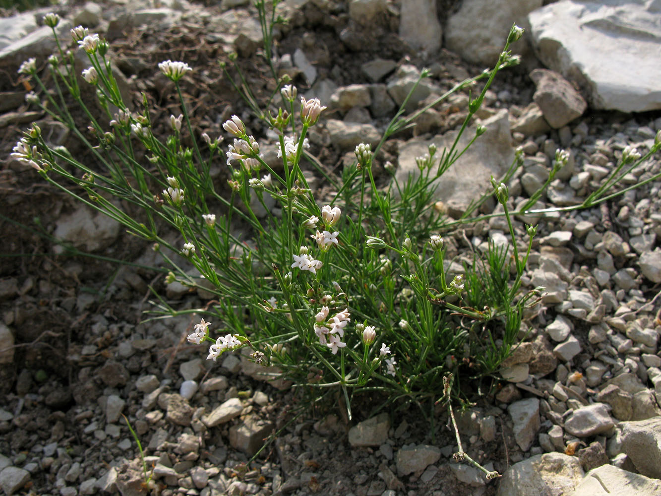 Image of Asperula supina specimen.