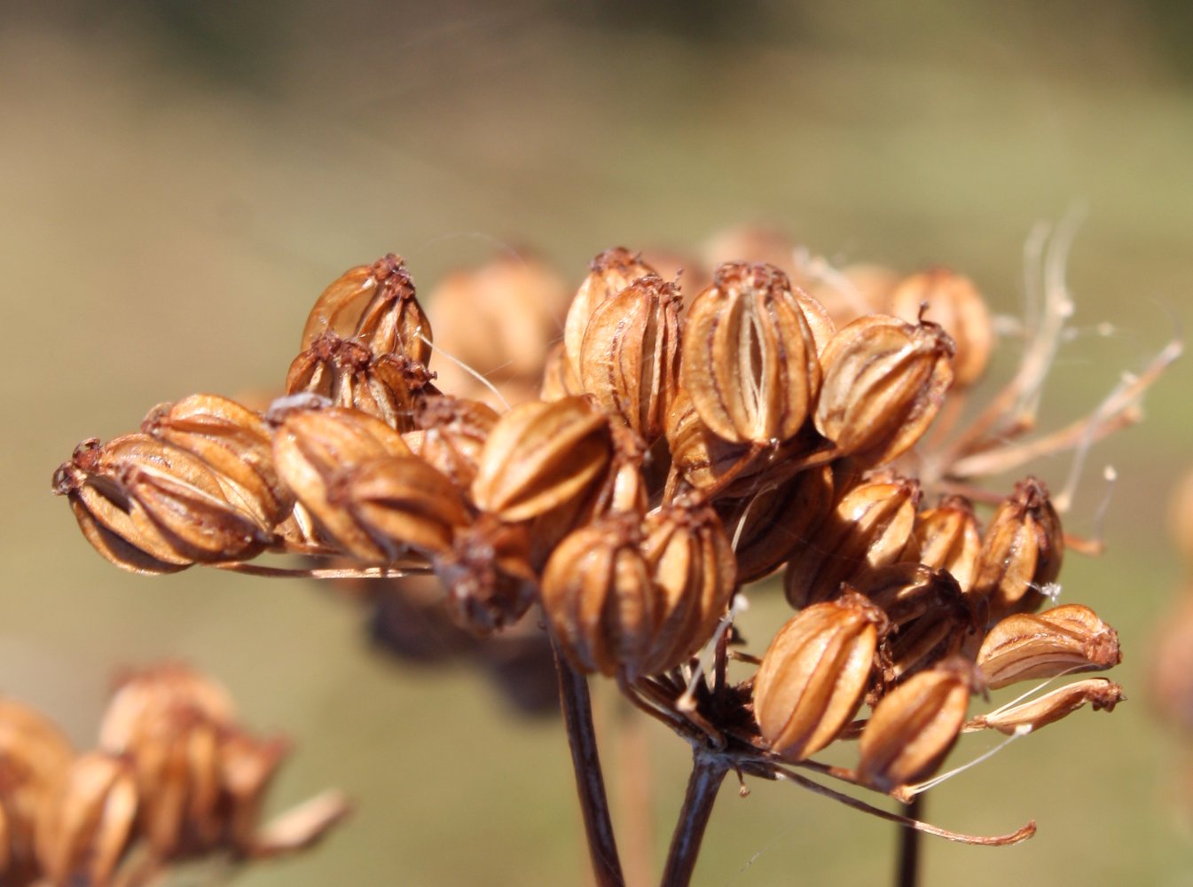 Изображение особи Cenolophium fischeri.