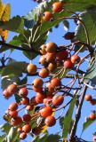 Sorbus intermedia