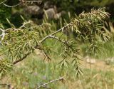 Juniperus deltoides. Верхушка ветки. Крым, возле пос. Никита, возле Никитской расселины. 24.05.2013.
