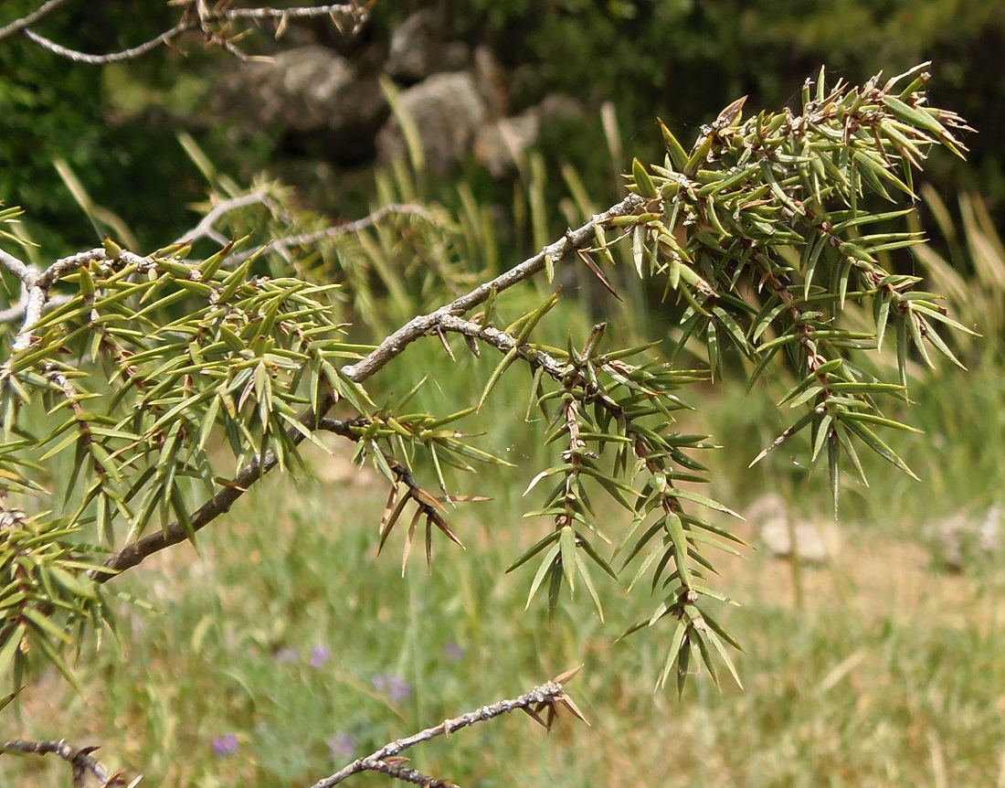 Изображение особи Juniperus deltoides.