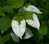 Actinidia kolomikta