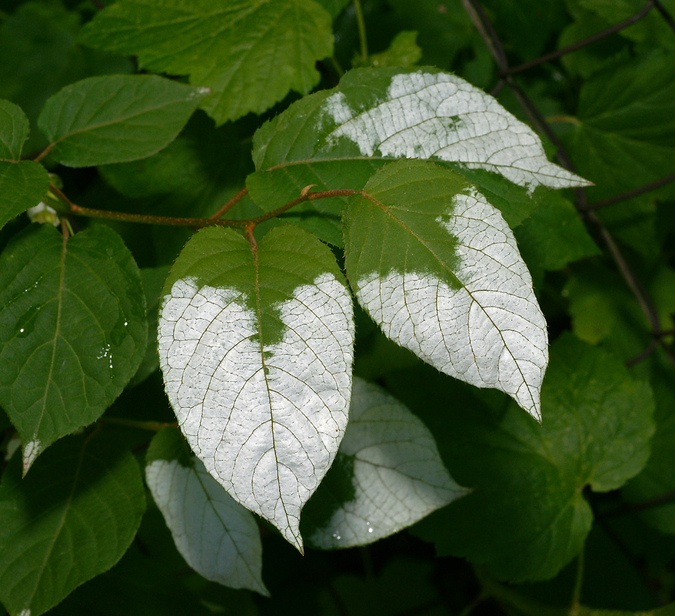 Изображение особи Actinidia kolomikta.