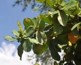 Terminalia catappa