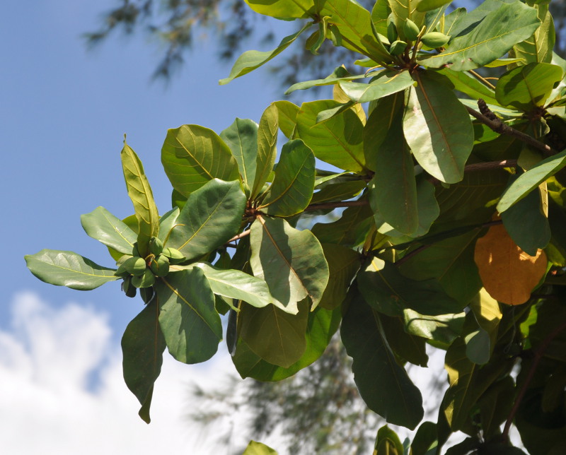 Image of Terminalia catappa specimen.