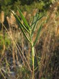 Agropyron pectinatum. Верхушка побега. Краснодарский край, окр. г. Геленджик, прибрежная гора, каменистый склон. 14.09.2013.