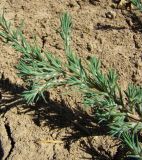 Polycnemum majus