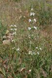 Phlomoides labiosa