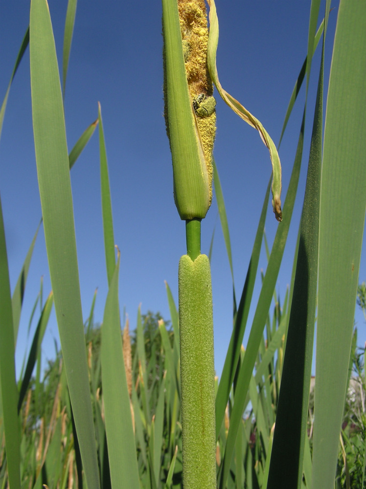 Image of Typha &times; glauca specimen.