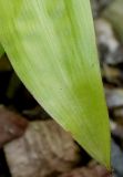 Carex plantaginea. Верхняя часть листовой пластинки. Германия, г. Дюссельдорф, Ботанический сад университета. 14.08.2013.