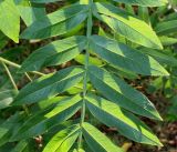 Pterocarya stenoptera
