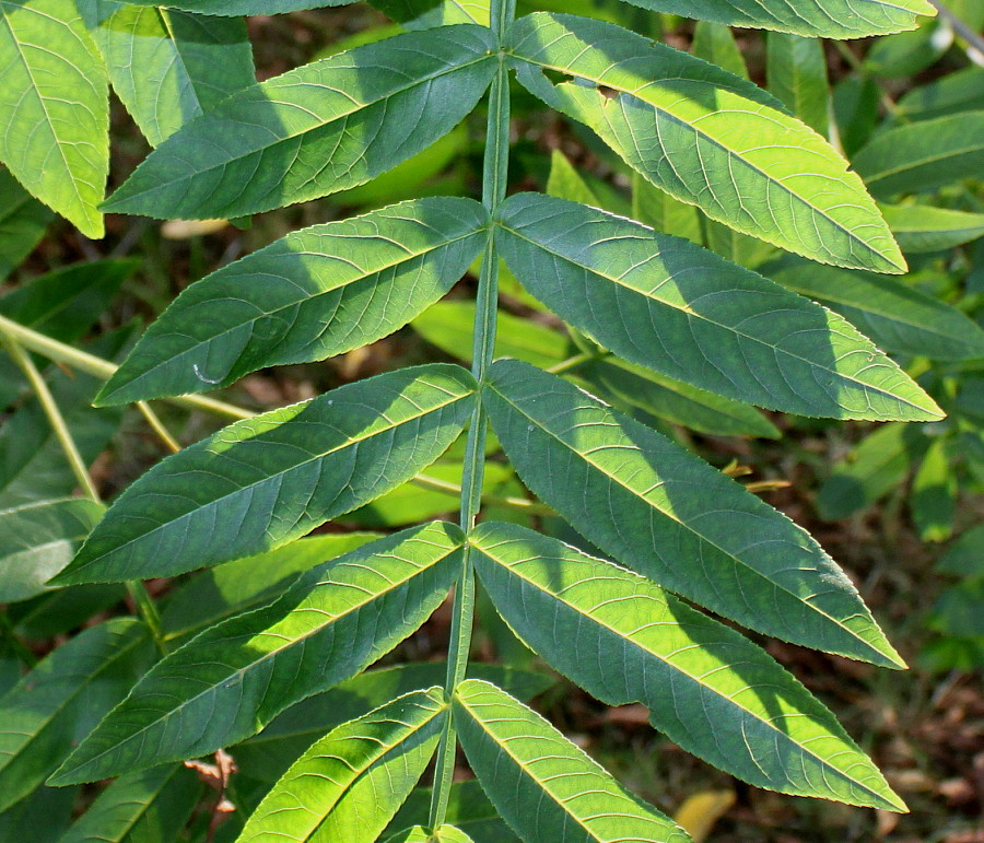 Image of Pterocarya stenoptera specimen.