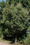 Pyrus hondoensis. Взрослое дерево. Германия, г. Дюссельдорф, Ботанический сад университета. 04.09.2013.