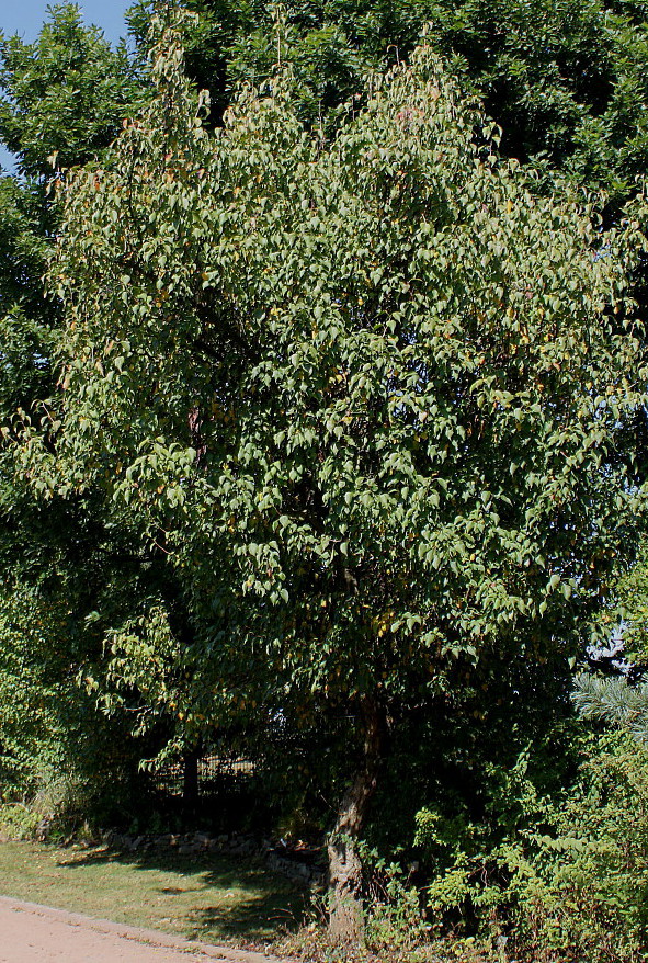 Image of Pyrus hondoensis specimen.