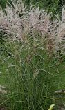 Miscanthus sinensis