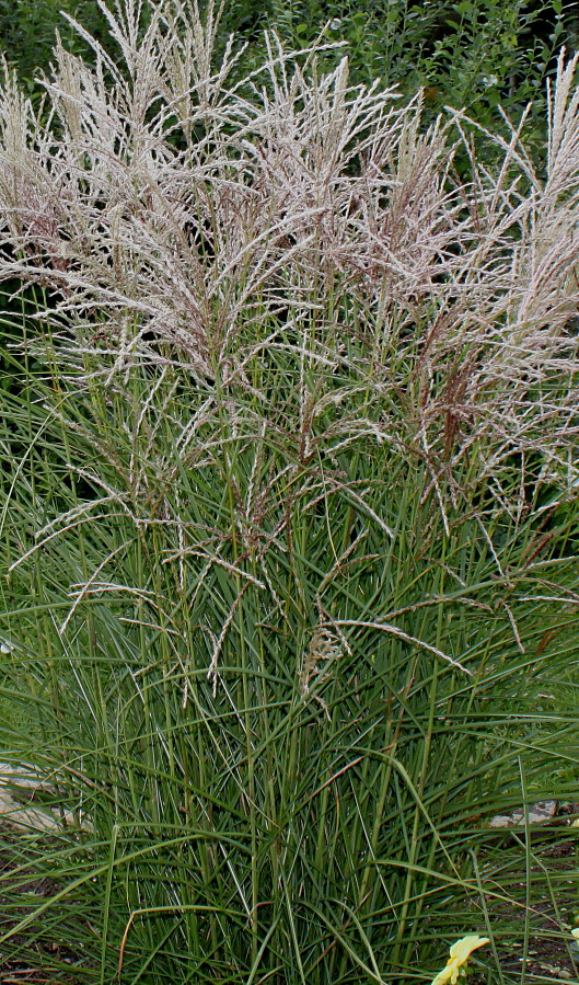 Изображение особи Miscanthus sinensis.