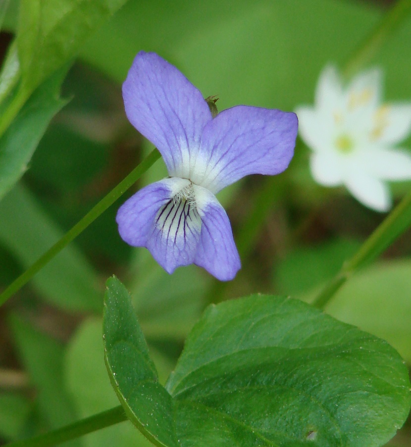 Image of Viola canina specimen.