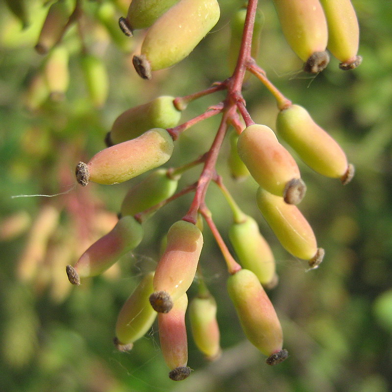 Изображение особи род Berberis.