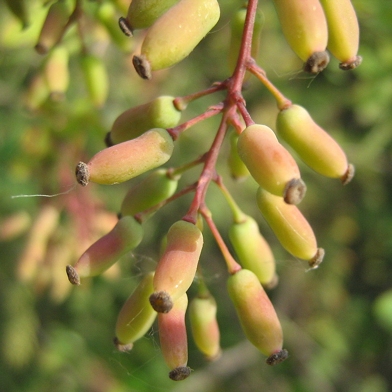 Изображение особи род Berberis.