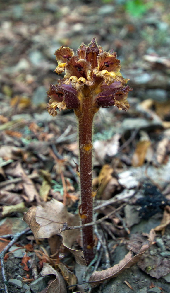 Изображение особи Orobanche laxissima.