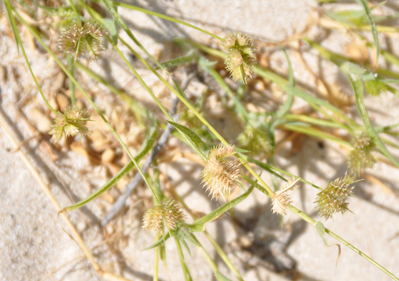 Изображение особи Aeluropus lagopoides.