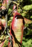 Gleditsia triacanthos. Часть ветки и верхняя часть созревающего плода ('Sumburst'). Германия, г. Essen, Grugapark. 29.09.2013.