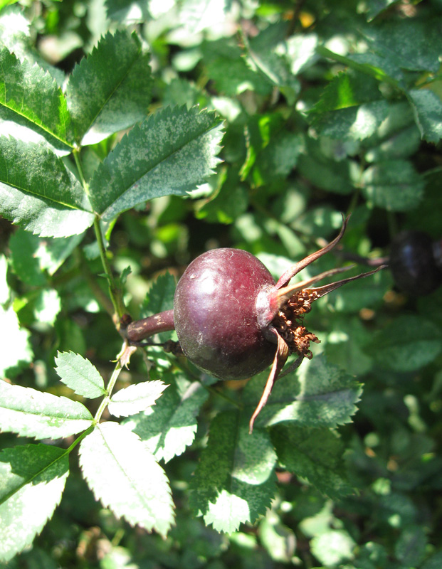 Изображение особи Rosa spinosissima.