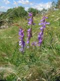 Vicia tenuifolia. Верхушка цветущего растения. Пермский край, Кунгурский р-н, окр. с. Филипповка, северная часть Кунгурской лесостепи, гора Ледяная, южный склон. 14.06.2013.