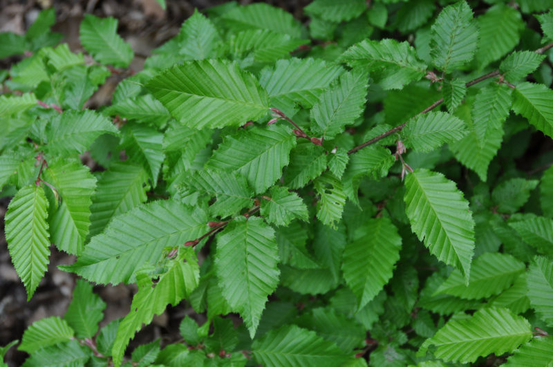 Изображение особи Carpinus betulus.