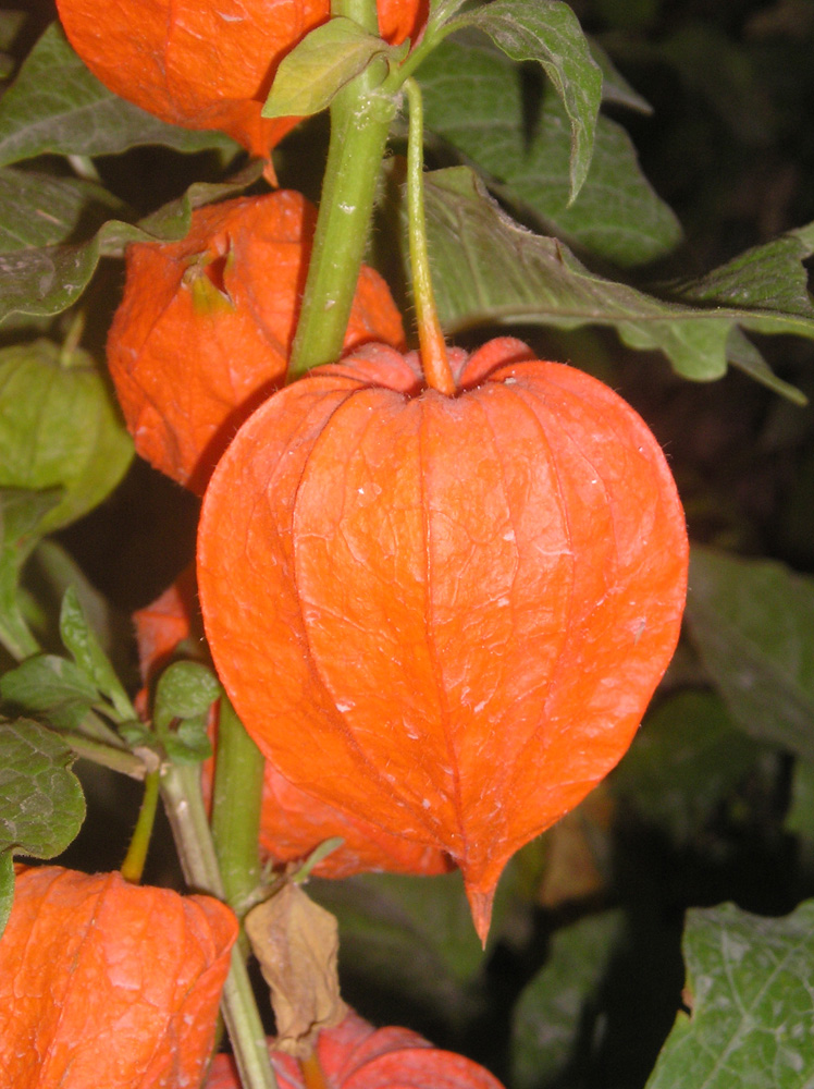 Image of Alkekengi officinarum specimen.