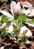 Trifolium clypeatum. Цветущее растение. Израиль, гора Гильбоа, гарига. 22.03.2014.