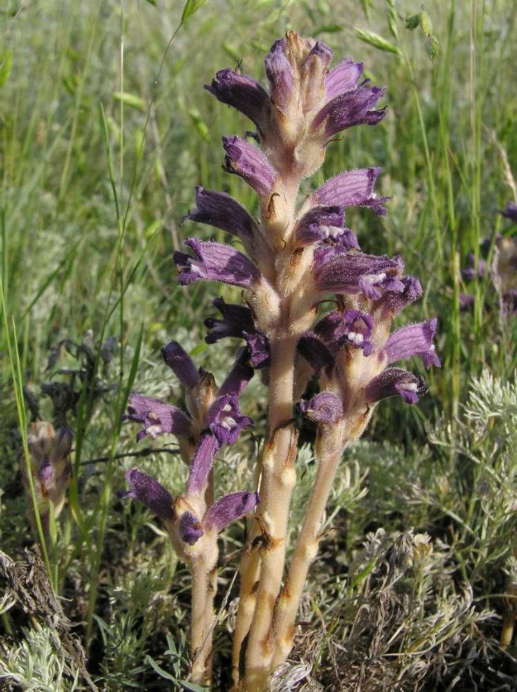 Image of Phelipanche caesia specimen.