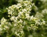 Galium boreale