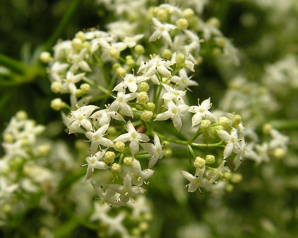 Image of Galium boreale specimen.