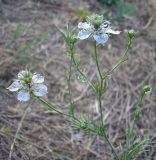 Image of taxon representative. Author is Владимир Свириденко