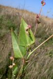 Atriplex micrantha