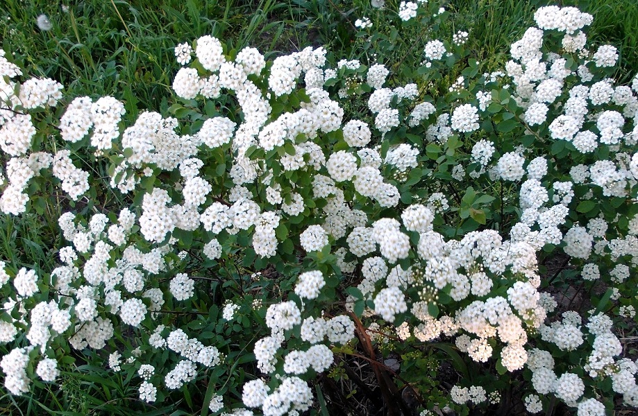 Image of genus Spiraea specimen.