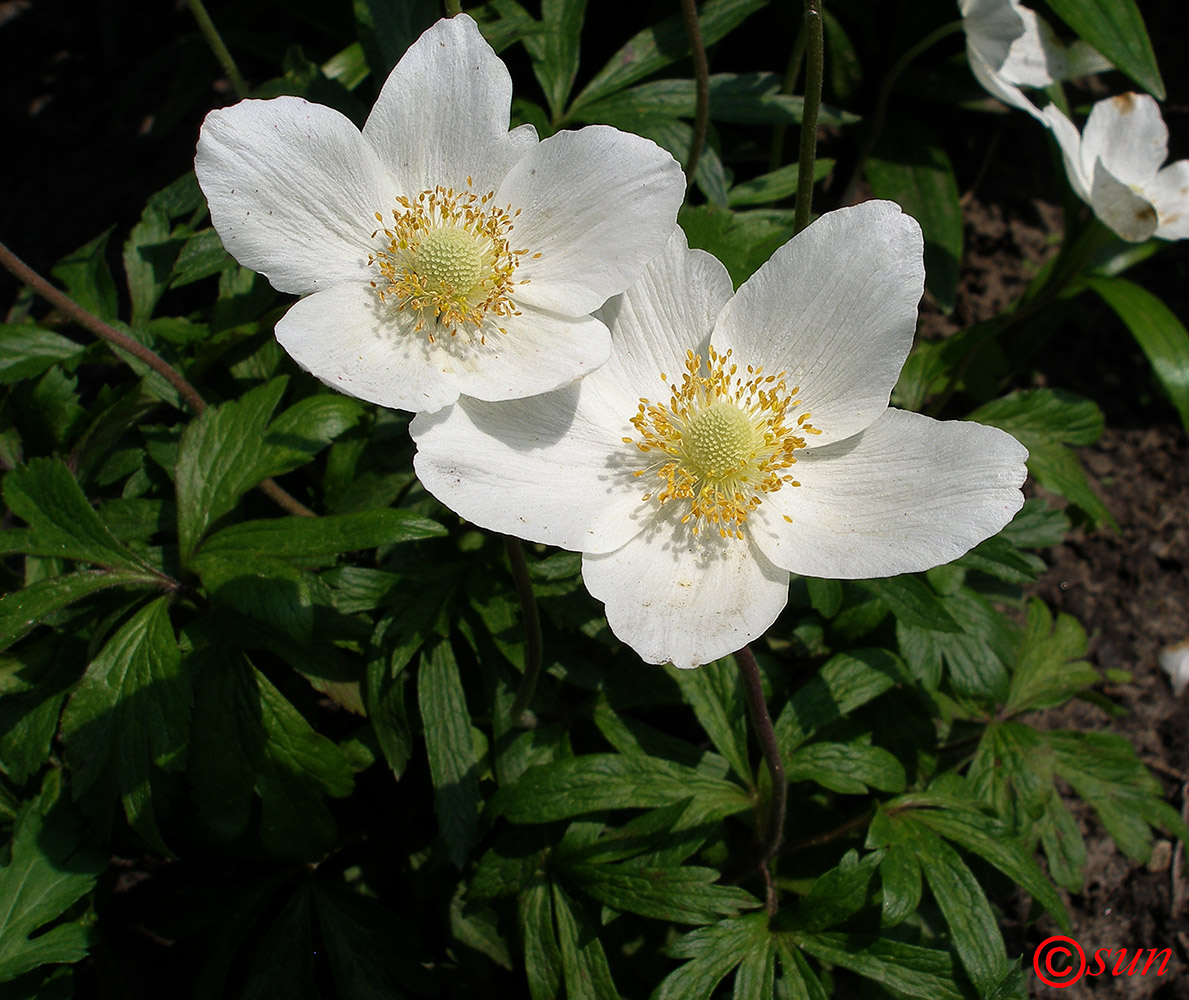 Image of Anemone sylvestris specimen.