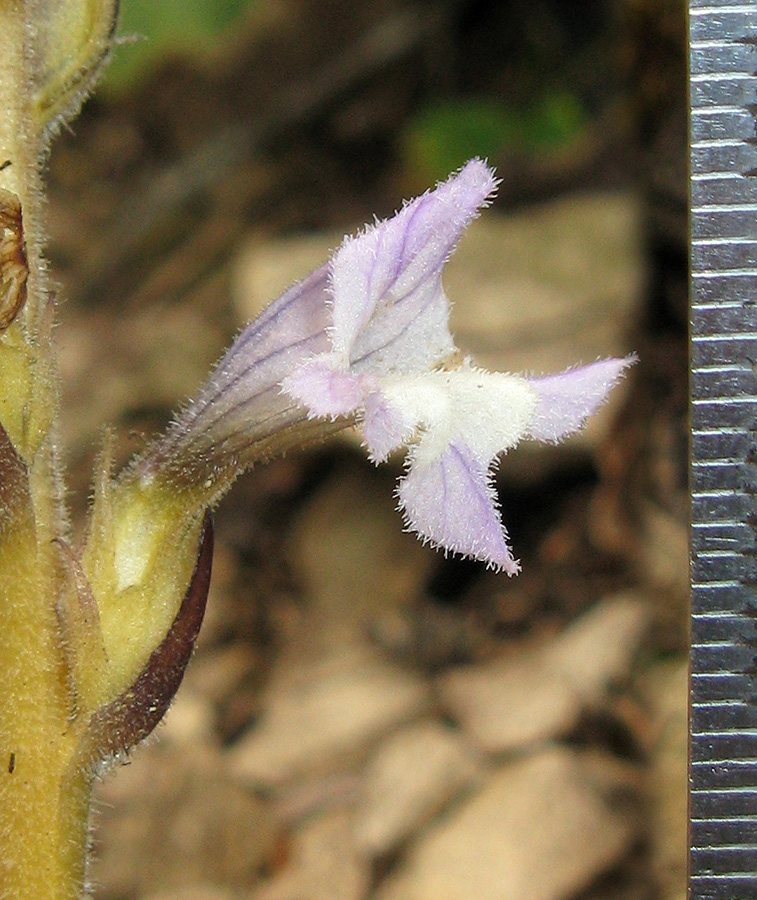 Image of Phelipanche gussoneana specimen.