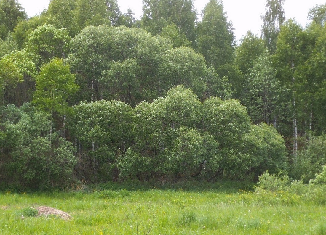 Image of genus Salix specimen.