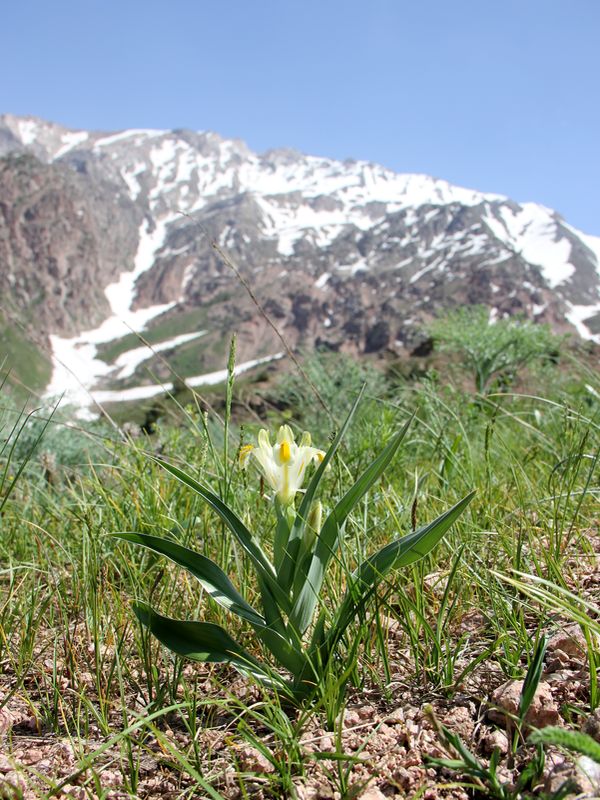 Image of Juno orchioides specimen.