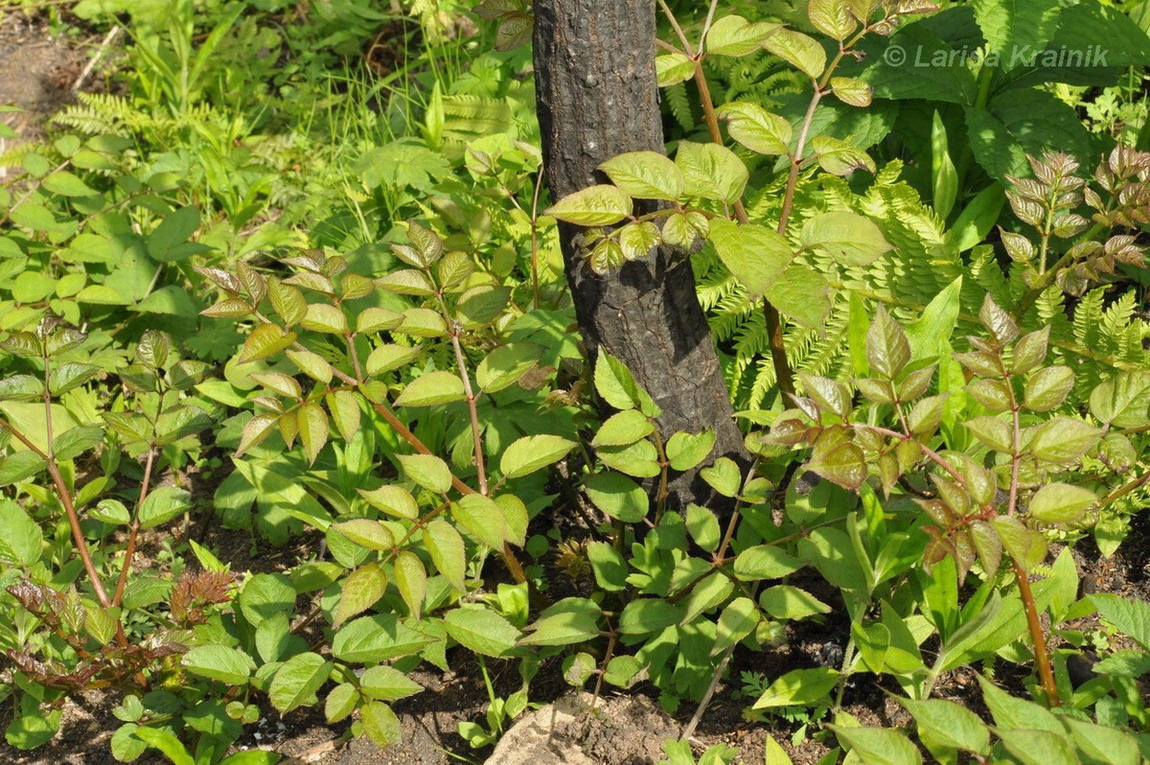 Изображение особи Aralia elata.