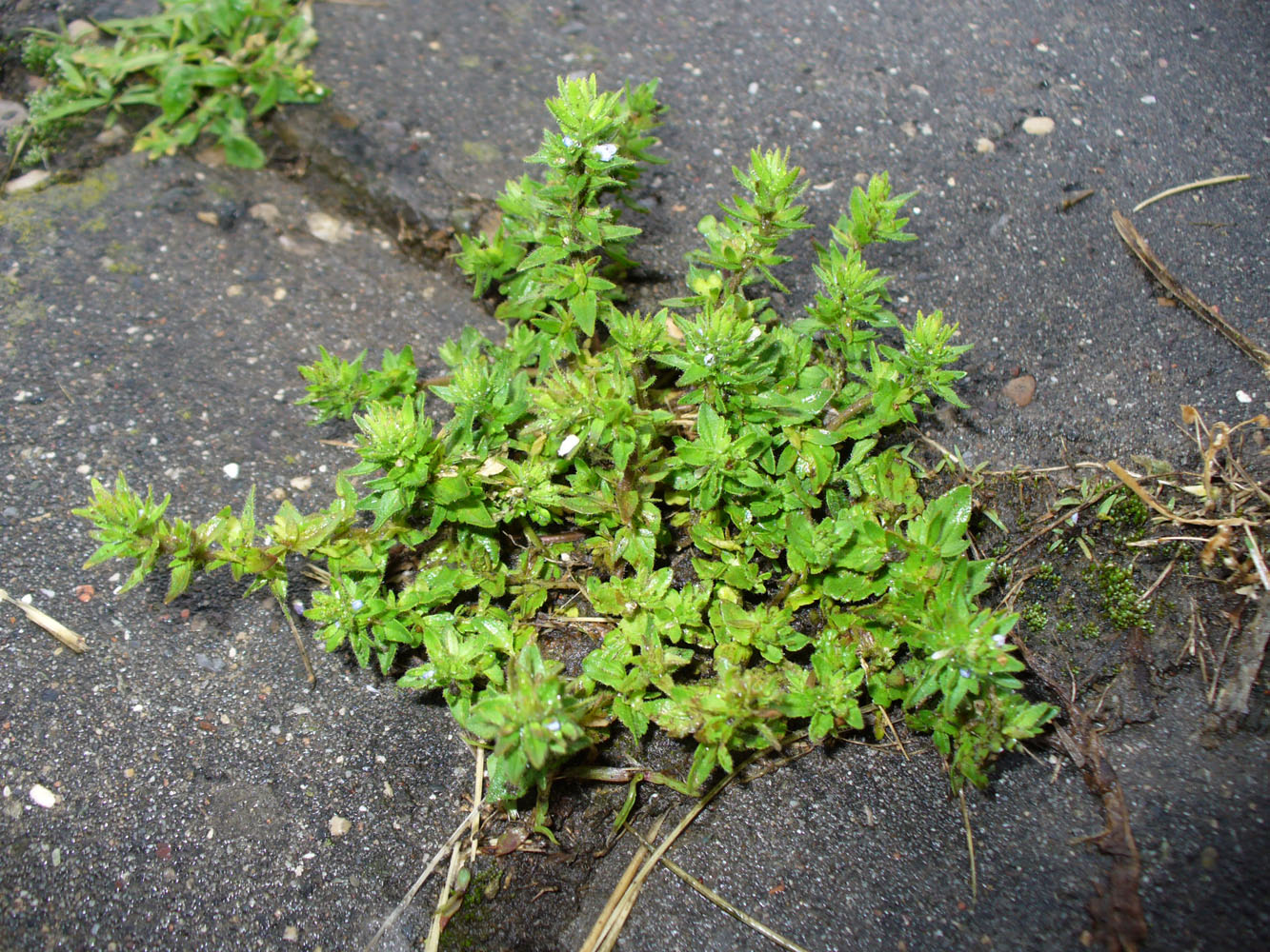 Image of Veronica arvensis specimen.