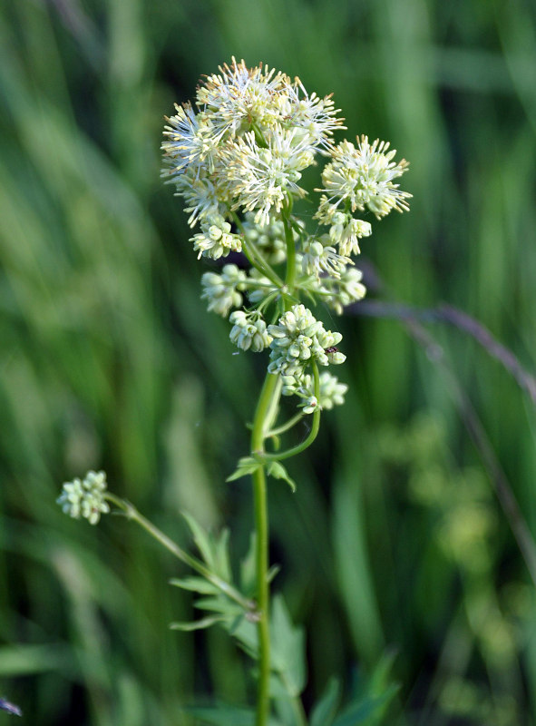 Image of Thalictrum flavum specimen.