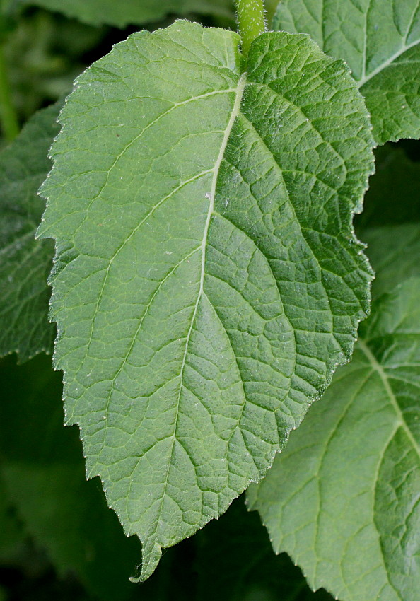 Image of Campanula latifolia specimen.