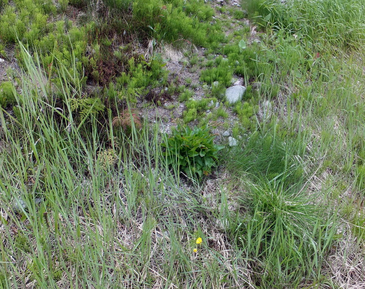 Image of Rumex lapponicus specimen.